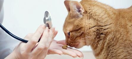 Clínica Veterinaria Albeitar gato en tratamiento