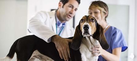 Clínica Veterinaria Albeitar veterinario revisando a perro