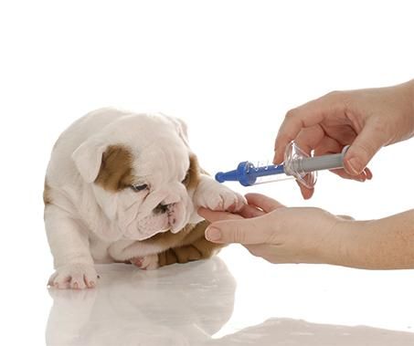 Clínica Veterinaria Albeitar vacunación de mascota